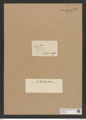 Diatomeae indet. Zeichnungen Sammlung Grunow Nr. 8977 (NHMW-BOT-W0378671)